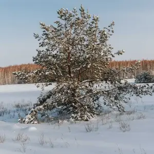 AGR_0970 копия