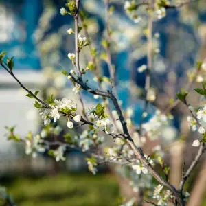 AGR_2181 копия