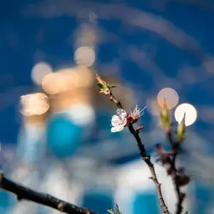 AGR_2194 копия