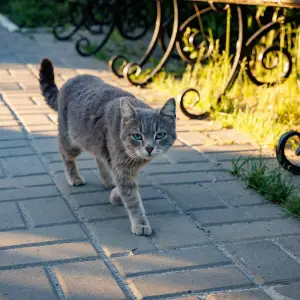 AGR_4450 копия