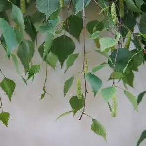 AGR_5997 копия