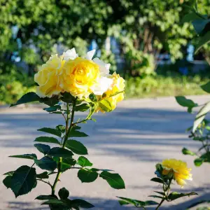 AGR_9242 копия