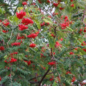 AGR_9237 копия