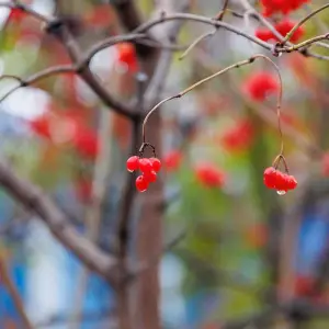 AGR_3664 копия